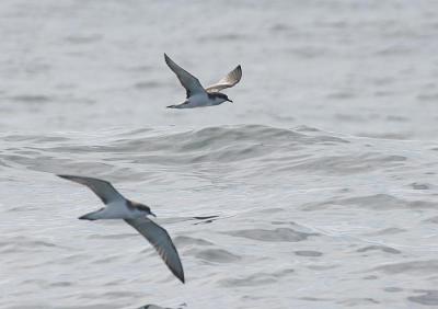 v3/58/287858/3/49986637.050924BullersShearwater2291.jpg