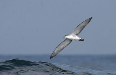 v3/58/287858/3/49986638.050924BullersShearwater2341.jpg