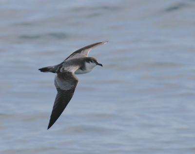 v3/58/287858/3/49986639.050924BullersShearwater2358.jpg