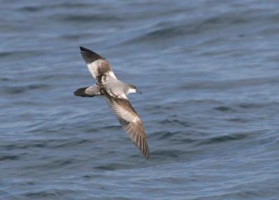 v3/58/287858/3/49986640.050924BullersShearwater2366.jpg