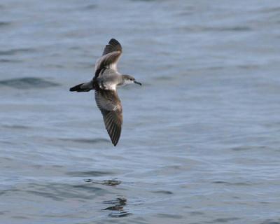 v3/58/287858/3/49986641.050924BullersShearwater2367.jpg