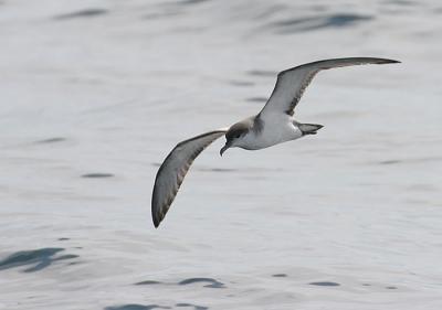 v3/58/287858/3/49986642.050924BullersShearwater2370.jpg