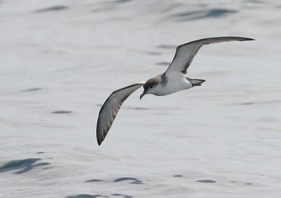 Bullers Shearwater