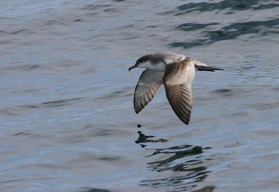 v3/58/287858/3/49986643.050924BullersShearwater2373.jpg