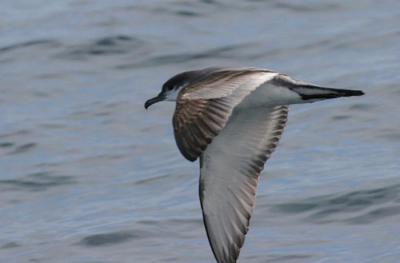 v3/58/287858/3/49986644.050924BullersShearwater2374.jpg