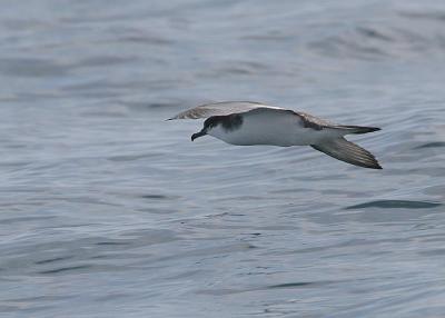 v3/58/287858/3/49986645.050924BullersShearwater2378.jpg