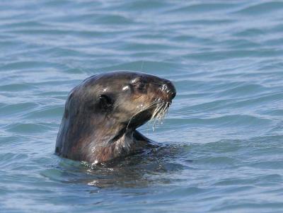 Sea Otter