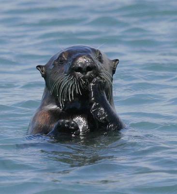 Sea Otter