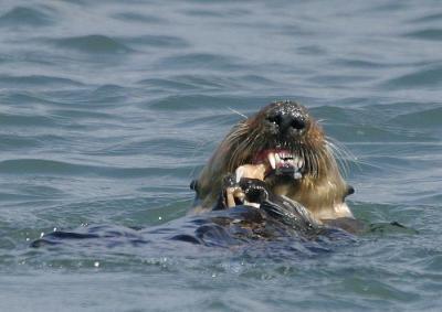 Sea Otter