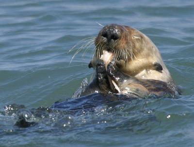 Sea Otter