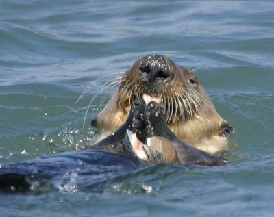 Sea Otter