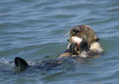 v3/58/287858/3/50029482.030828SeaOtter4617.jpg