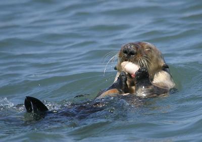 Sea Otter