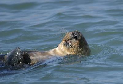 Sea Otter