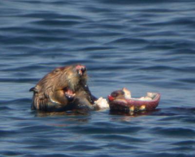 Sea Otter