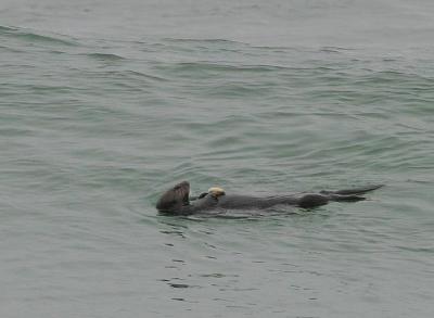 Sea Otter