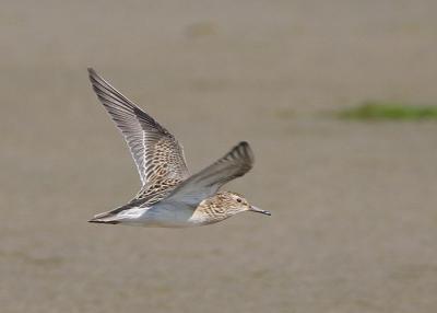 Pectoral Sandpiper