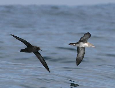 Sooty  Shearwater and Pink-footed Sheawater