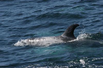 Risso's Dolphin