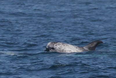 Risso's Dolphin