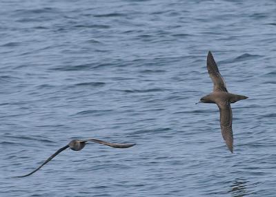 Sooty Shearwater