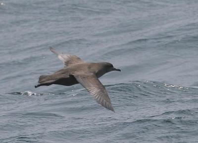 Sooty Shearwater