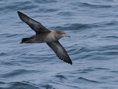 Sooty Shearwater