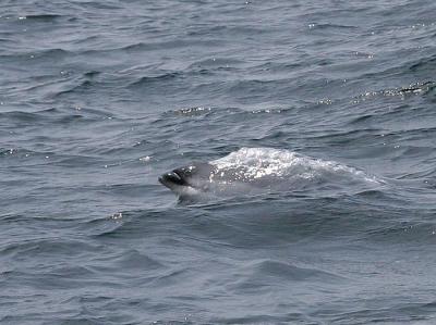 Atlantic White-sided Dolphin