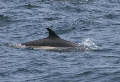 Atlantic White-sided Dolphin