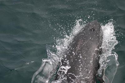 Pacific White-sided Dolphin