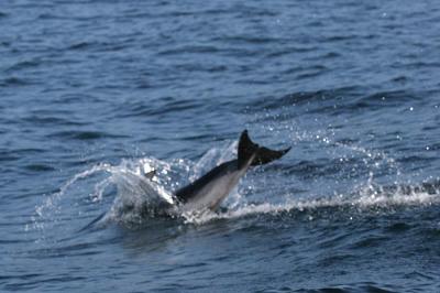 Pacific White-sided Dolphin