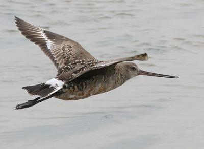 Hudsonian Godwit