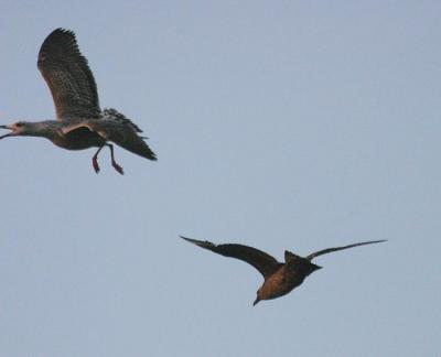 Great Skua harassing Great Black-backed Gull