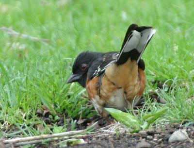 Eastern Towhee