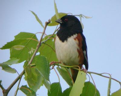 Eastern Towhee