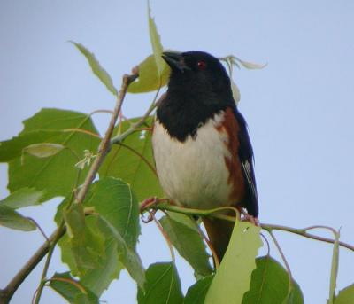 Eastern Towhee