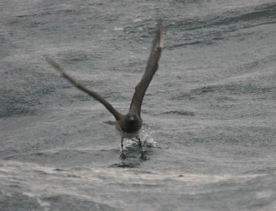 Pomarine Jaeger