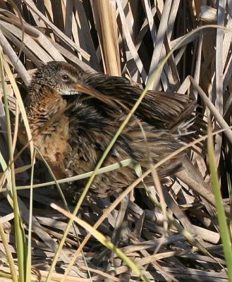 Clapper Rail (Gulf Coast)