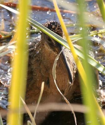 Clapper Rail (Gulf Coast)