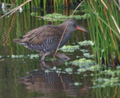 Water Rail