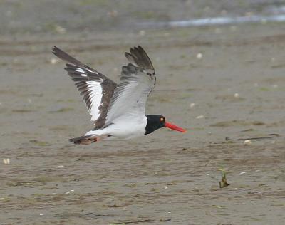 v3/58/287858/3/51677816.050828AmericanOystercatcher0729.jpg
