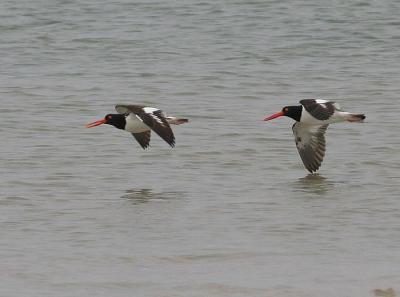 v3/58/287858/3/51677819.050702AmericanOystercatcher8989.jpg
