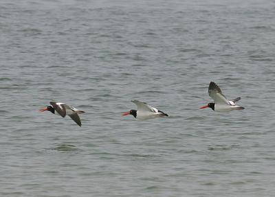 v3/58/287858/3/51677820.050702AmericanOystercatcher8992.jpg