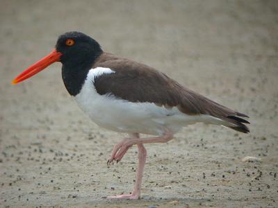 Oystercatchers