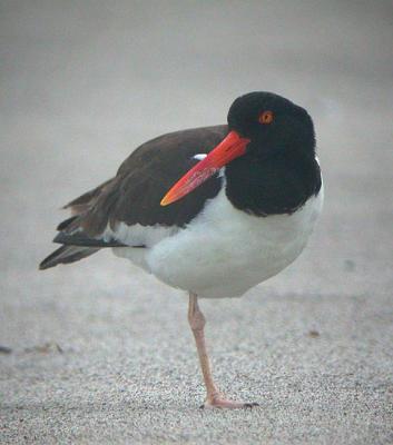 American Oystercatcher