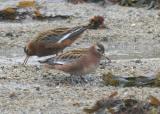 Red Phalarope