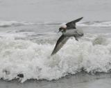 Red-necked Phalarope