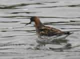 Red-necked Phalarope