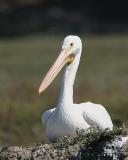 American White Pelican