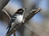 Downy Woodpecker